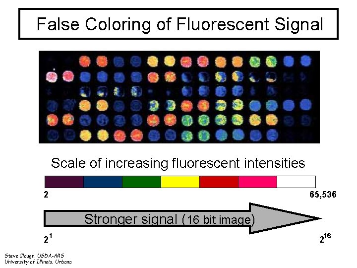 False Coloring of Fluorescent Signal Scale of increasing fluorescent intensities 2 65, 536 Stronger