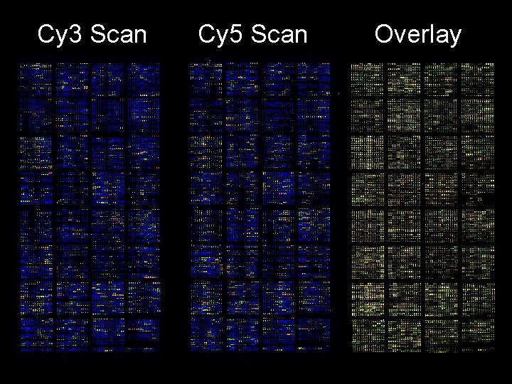 Cy 3 Scan Cy 5 Scan Overlay 