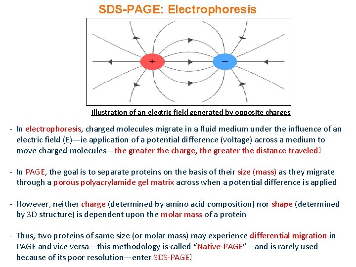 SDS-PAGE: Electrophoresis Illustration of an electric field generated by opposite charges - In electrophoresis,