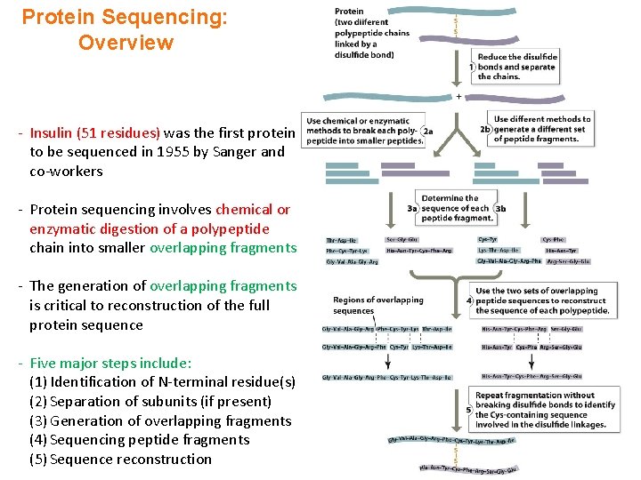 Protein Sequencing: Overview - Insulin (51 residues) was the first protein to be sequenced