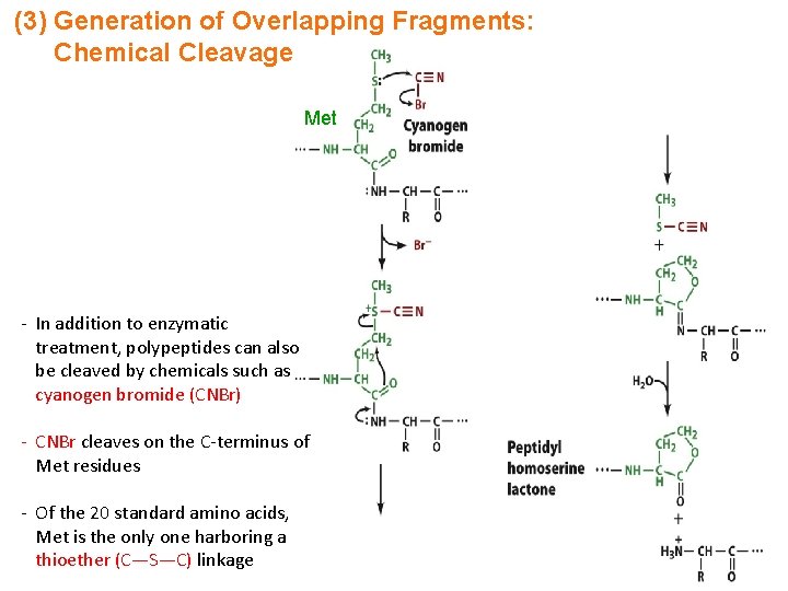 (3) Generation of Overlapping Fragments: Chemical Cleavage Met - In addition to enzymatic treatment,