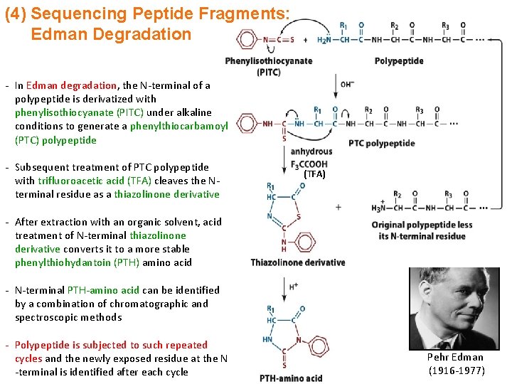 (4) Sequencing Peptide Fragments: Edman Degradation - In Edman degradation, the N-terminal of a