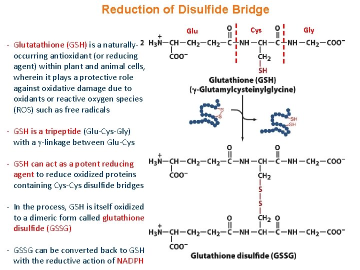 Reduction of Disulfide Bridge Glu - Glutatathione (GSH) is a naturallyoccurring antioxidant (or reducing