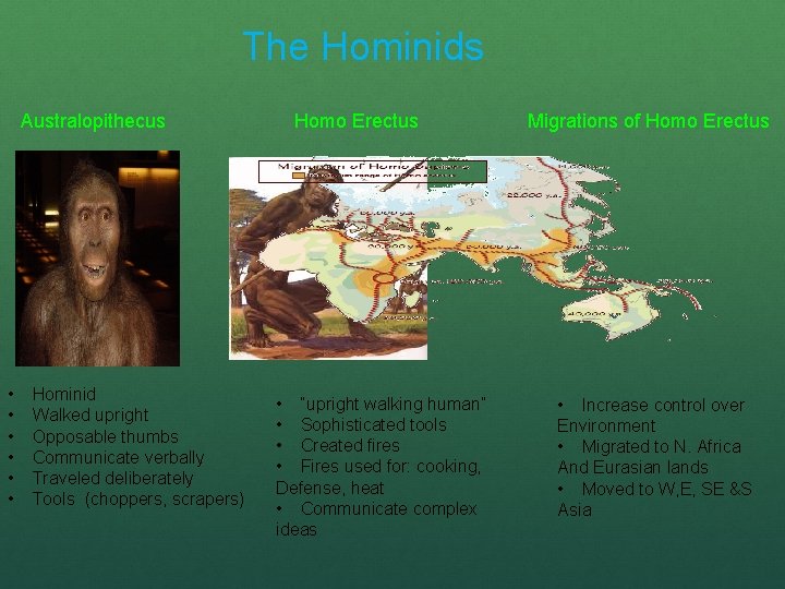 The Hominids Australopithecus • • • Hominid Walked upright Opposable thumbs Communicate verbally Traveled