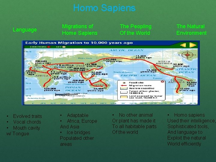 Homo Sapiens Language • Evolved traits • Vocal chords • Mouth cavity w/ Tongue
