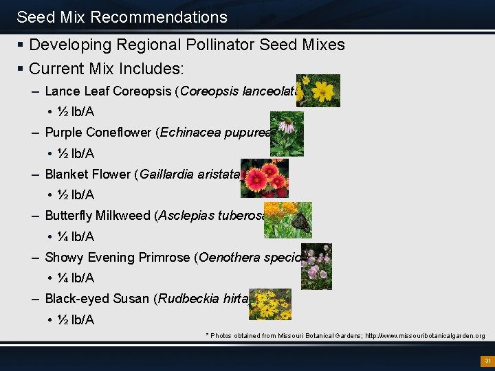 Seed Mix Recommendations § Developing Regional Pollinator Seed Mixes § Current Mix Includes: –