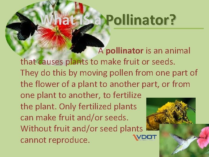 What IS a Pollinator? A pollinator is an animal that causes plants to make