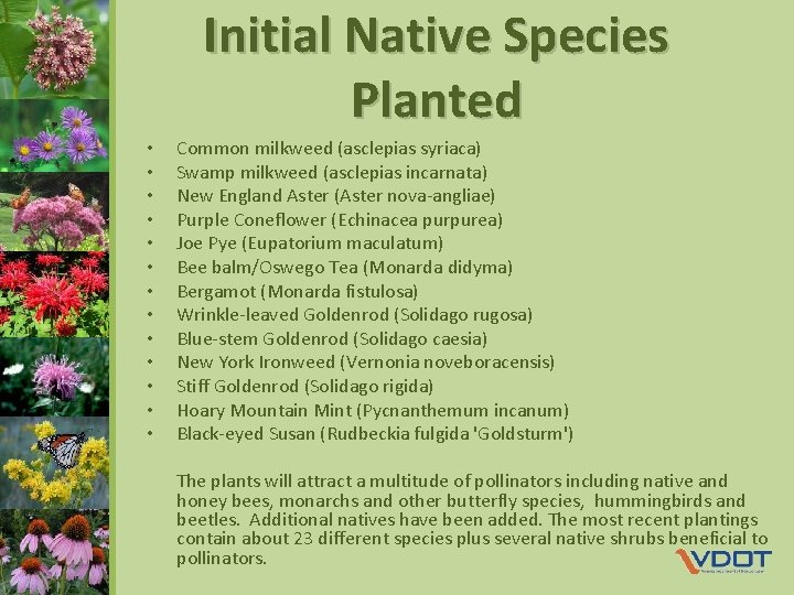 Initial Native Species Planted • • • • Common milkweed (asclepias syriaca) Swamp milkweed