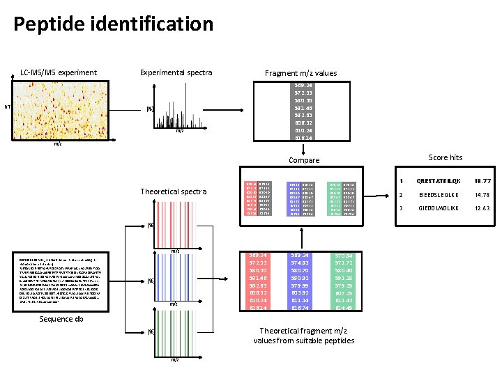 Peptide identification LC-MS/MS experiment RT Experimental spectra Fragment m/z values 569. 24 572. 33