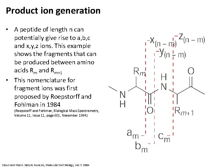 Product ion generation • A peptide of length n can potentially give rise to