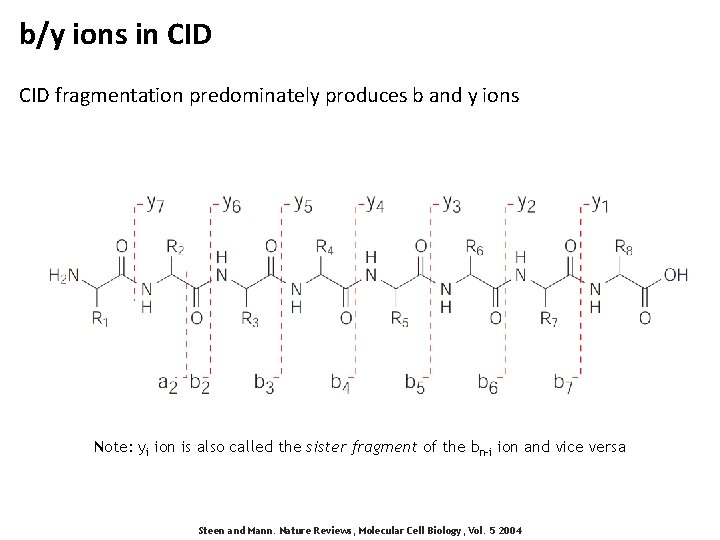 b/y ions in CID fragmentation predominately produces b and y ions Note: yi ion