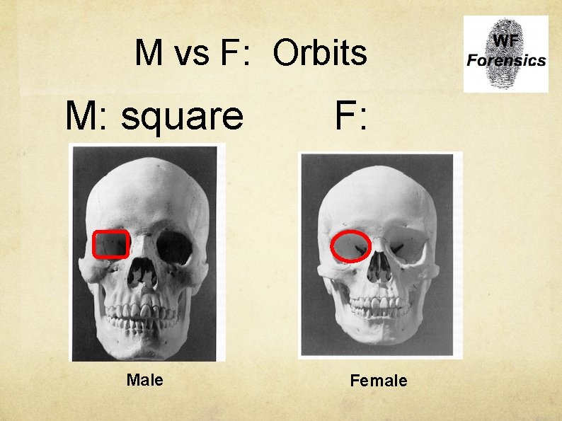 M vs F: Orbits M: square round Male F: Female 