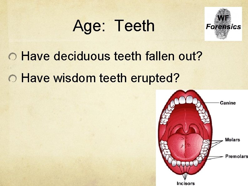 Age: Teeth Have deciduous teeth fallen out? Have wisdom teeth erupted? 