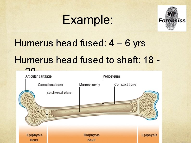 Example: Humerus head fused: 4 – 6 yrs Humerus head fused to shaft: 18