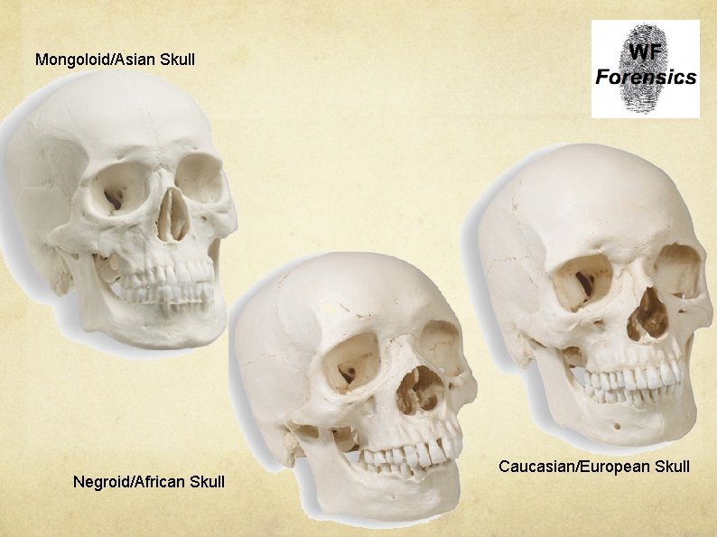 Mongoloid/Asian Skull Negroid/African Skull Caucasian/European Skull 