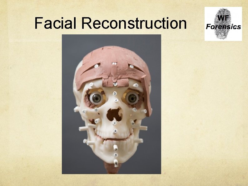 Facial Reconstruction 