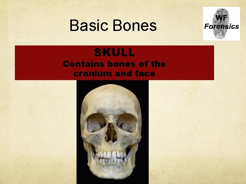 Basic Bones SKULL Contains bones of the cranium and face 