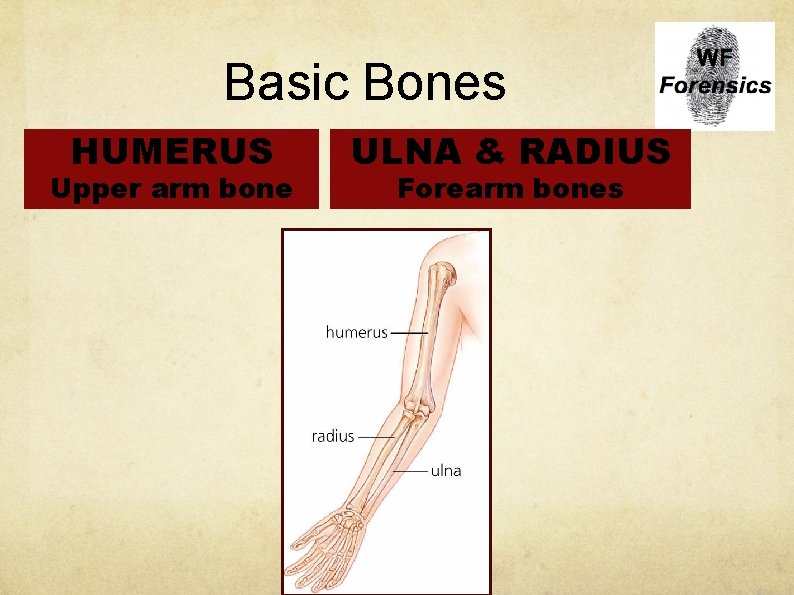 Basic Bones HUMERUS Upper arm bone ULNA & RADIUS Forearm bones 