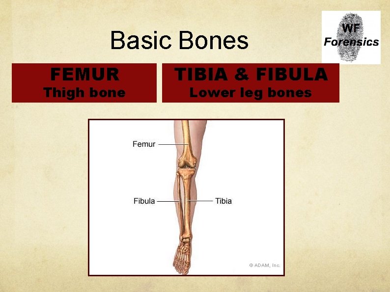 Basic Bones FEMUR Thigh bone TIBIA & FIBULA Lower leg bones 