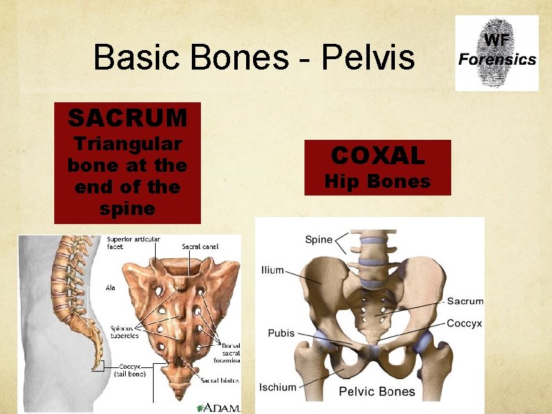Basic Bones - Pelvis SACRUM Triangular bone at the end of the spine COXAL