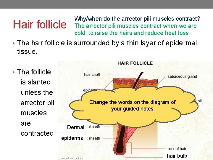 Hair follicle Why/when do the arrector pili muscles contract? The arrector pili muscles contract