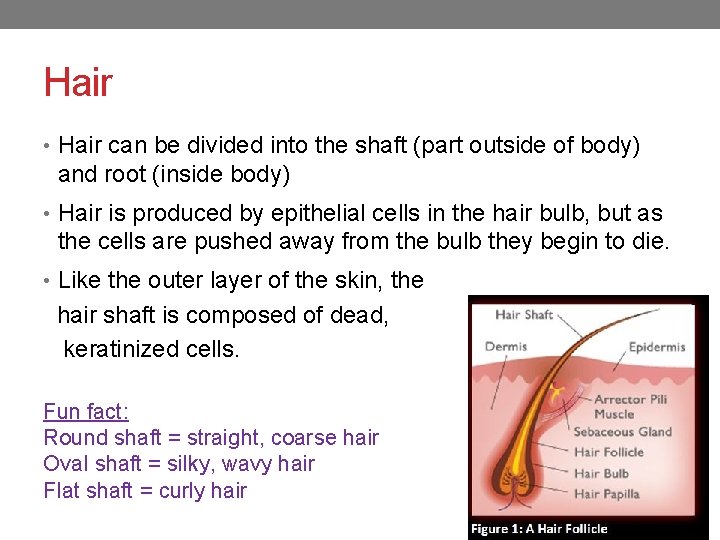 Hair • Hair can be divided into the shaft (part outside of body) and