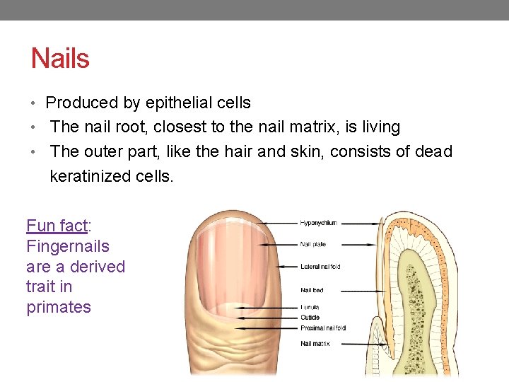 Nails • Produced by epithelial cells • The nail root, closest to the nail