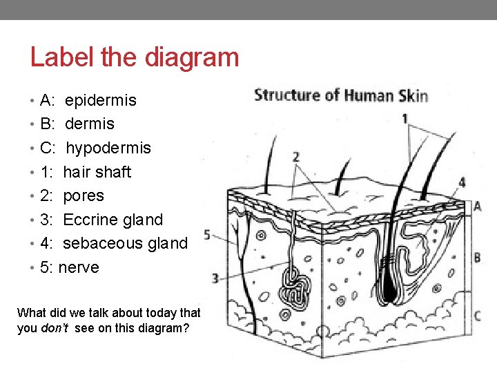 Label the diagram • A: epidermis • B: dermis • C: hypodermis • 1: