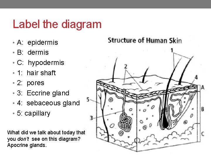 Label the diagram • A: epidermis • B: dermis • C: hypodermis • 1: