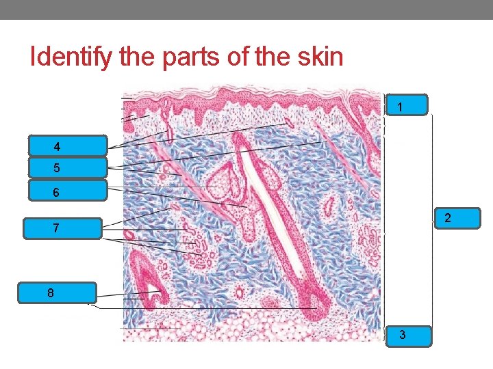 Identify the parts of the skin 1 4 5 6 2 7 8 3