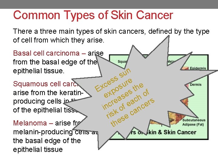 Common Types of Skin Cancer There a three main types of skin cancers, defined