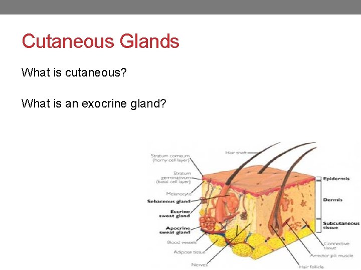 Cutaneous Glands What is cutaneous? What is an exocrine gland? 