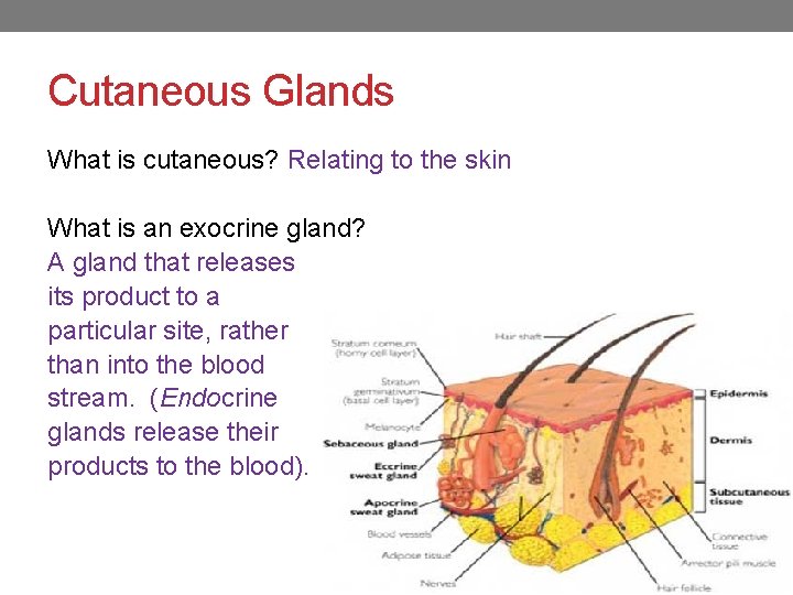 Cutaneous Glands What is cutaneous? Relating to the skin What is an exocrine gland?