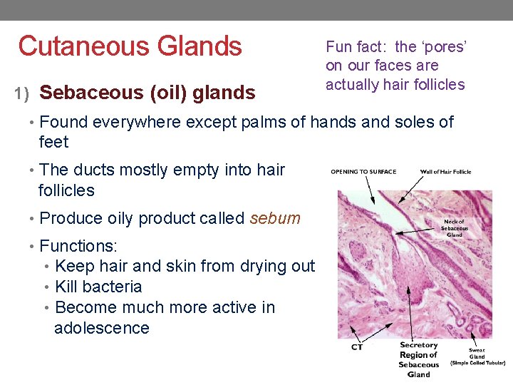 Cutaneous Glands 1) Sebaceous (oil) glands Fun fact: the ‘pores’ on our faces are