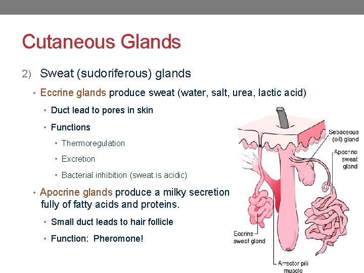 Cutaneous Glands 2) Sweat (sudoriferous) glands • Eccrine glands produce sweat (water, salt, urea,