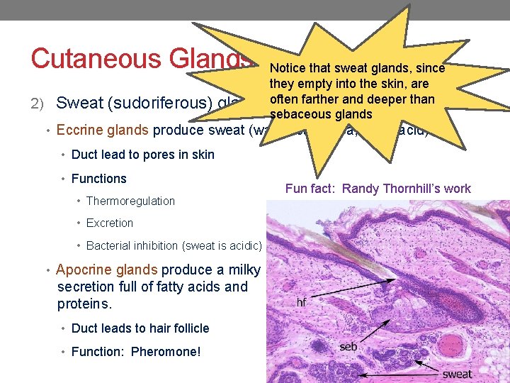 Cutaneous Glands 2) Sweat (sudoriferous) Notice that sweat glands, since they empty into the