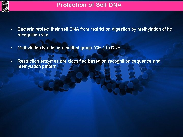 Protection of Self DNA • Bacteria protect their self DNA from restriction digestion by