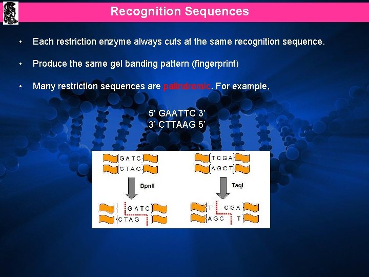 Recognition Sequences • Each restriction enzyme always cuts at the same recognition sequence. •