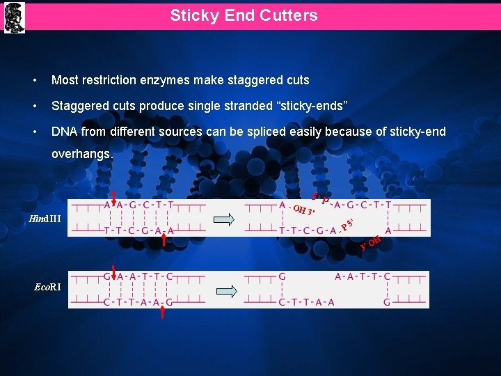 Sticky End Cutters • Most restriction enzymes make staggered cuts • Staggered cuts produce