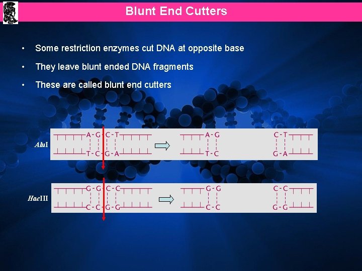 Blunt End Cutters • Some restriction enzymes cut DNA at opposite base • They