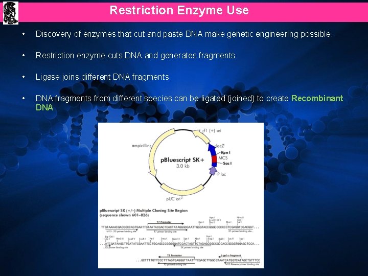 Restriction Enzyme Use • Discovery of enzymes that cut and paste DNA make genetic