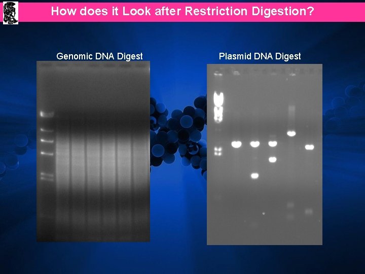 How does it Look after Restriction Digestion? Genomic DNA Digest Plasmid DNA Digest 