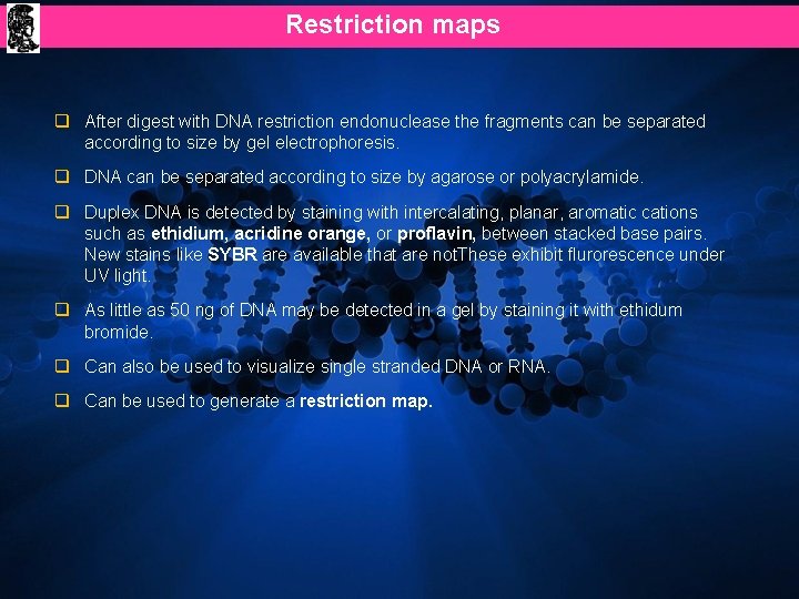 Restriction maps q After digest with DNA restriction endonuclease the fragments can be separated