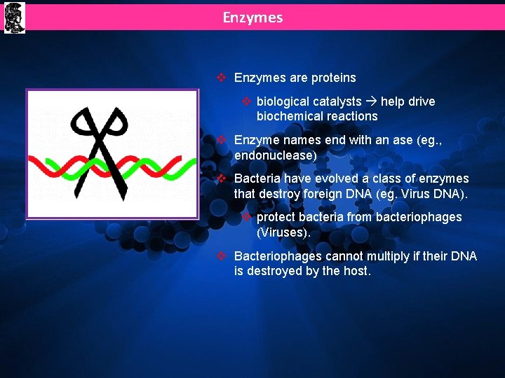 Enzymes v Enzymes are proteins v biological catalysts help drive biochemical reactions v Enzyme