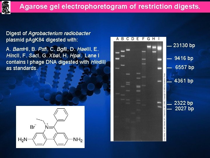 Agarose gel electrophoretogram of restriction digests. Digest of Agrobacterium radiobacter plasmid p. Ag. K