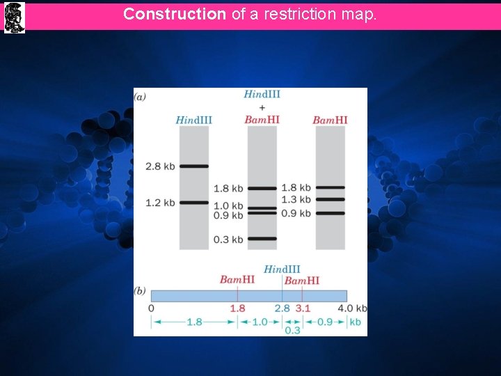 Construction of a restriction map. 