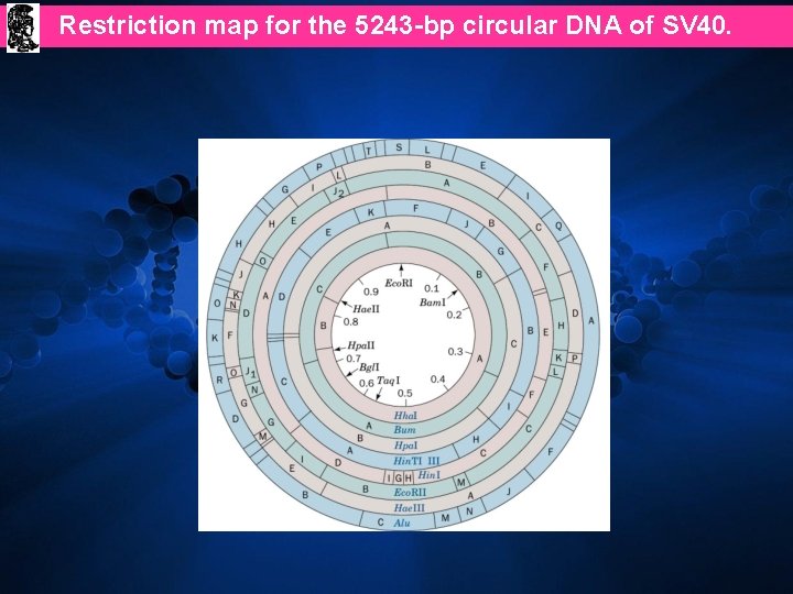 Restriction map for the 5243 -bp circular DNA of SV 40. 