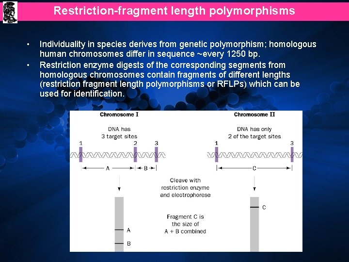 Restriction-fragment length polymorphisms • • Individuality in species derives from genetic polymorphism; homologous human
