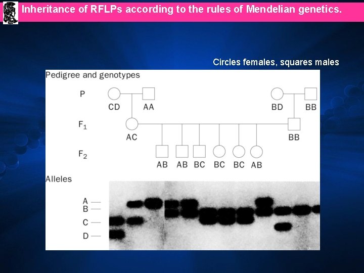 Inheritance of RFLPs according to the rules of Mendelian genetics. Circles females, squares males