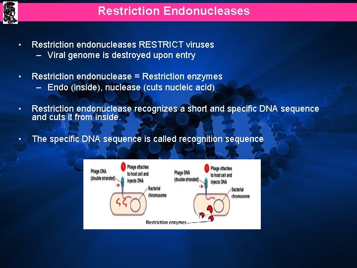 Restriction Endonucleases • Restriction endonucleases RESTRICT viruses – Viral genome is destroyed upon entry